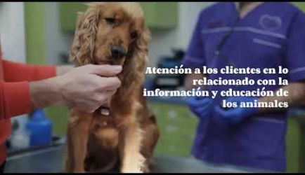 Descubre los puestos de trabajo y cuánto gana un Auxiliar Veterinario de Animales de Compañía