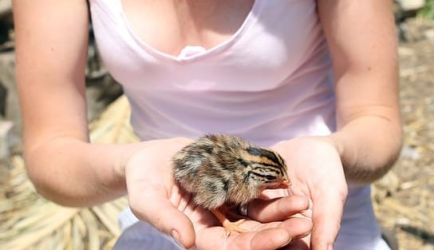 Curso de Auxiliar Veterinario de Animales Exóticos: las formaciones que más buscan los que quieren titularse