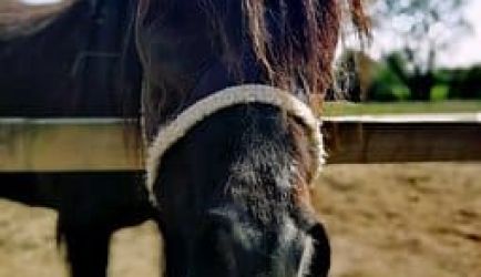 5 Grandiosas formaciones a Distancia para aprender a Auxiliar Veterinario Ecuestre