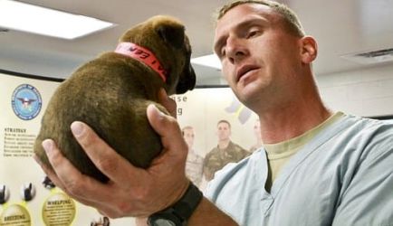 ¿Te interesa aprender y convertirte en Auxiliar Técnico Veterinario ATV? Encuentra los mejores Cursos